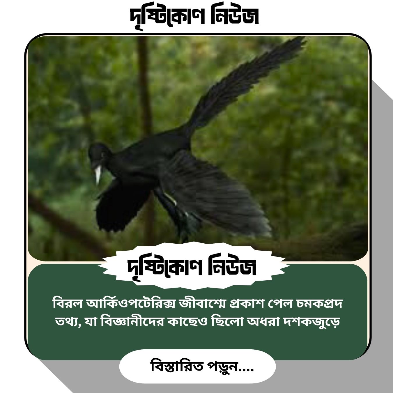 বিরল আর্কিওপটেরিক্স জীবাশ্মে প্রকাশ পেল চমকপ্রদ তথ্য, যা বিজ্ঞানীদের কাছেও ছিলো অধরা দশকজুড়ে image
