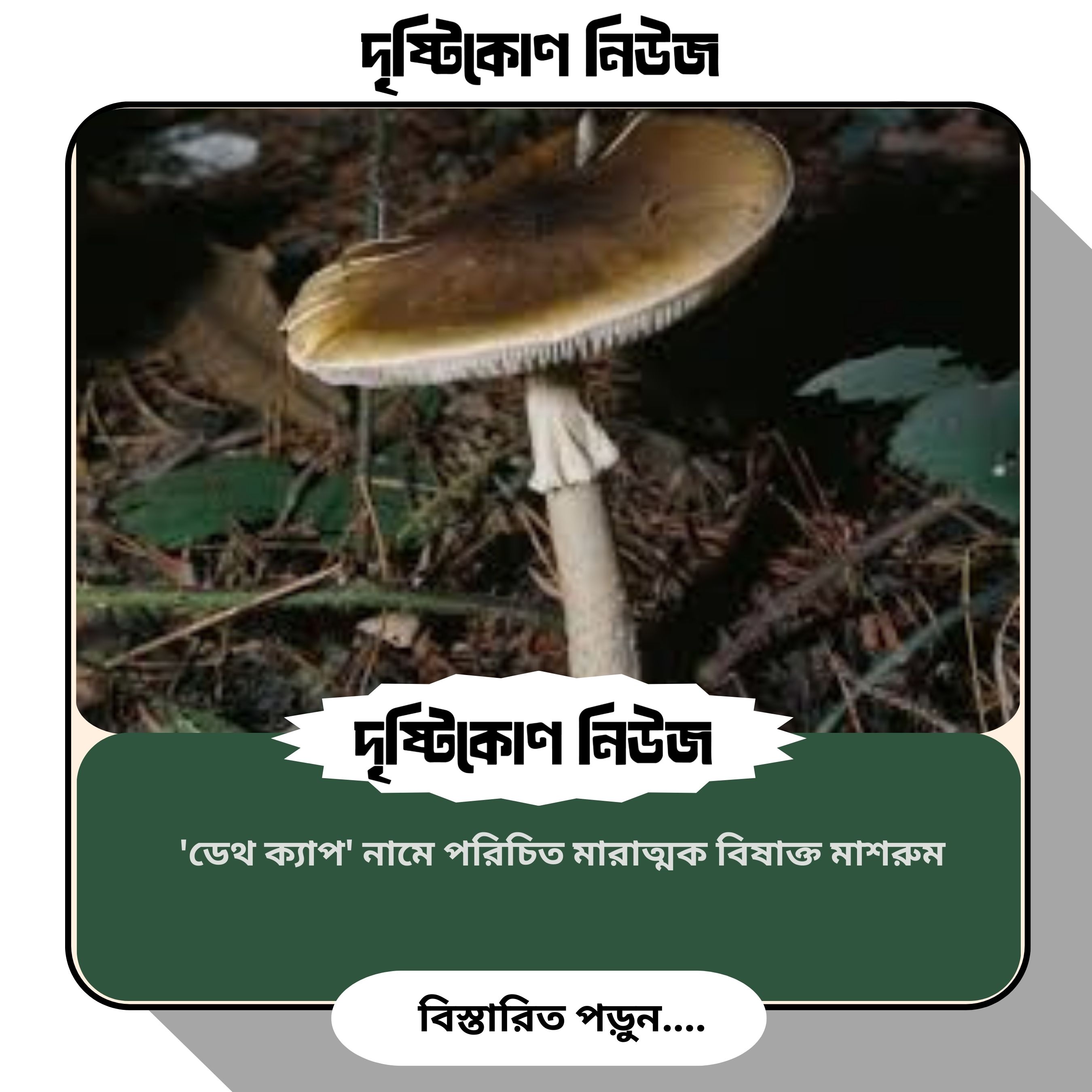 মাশরুমের খাবার খেয়ে মৃত্যু – আদালতে চাঞ্চল্যকর তথ্য দিলেন প্রাক্তন স্বামী image