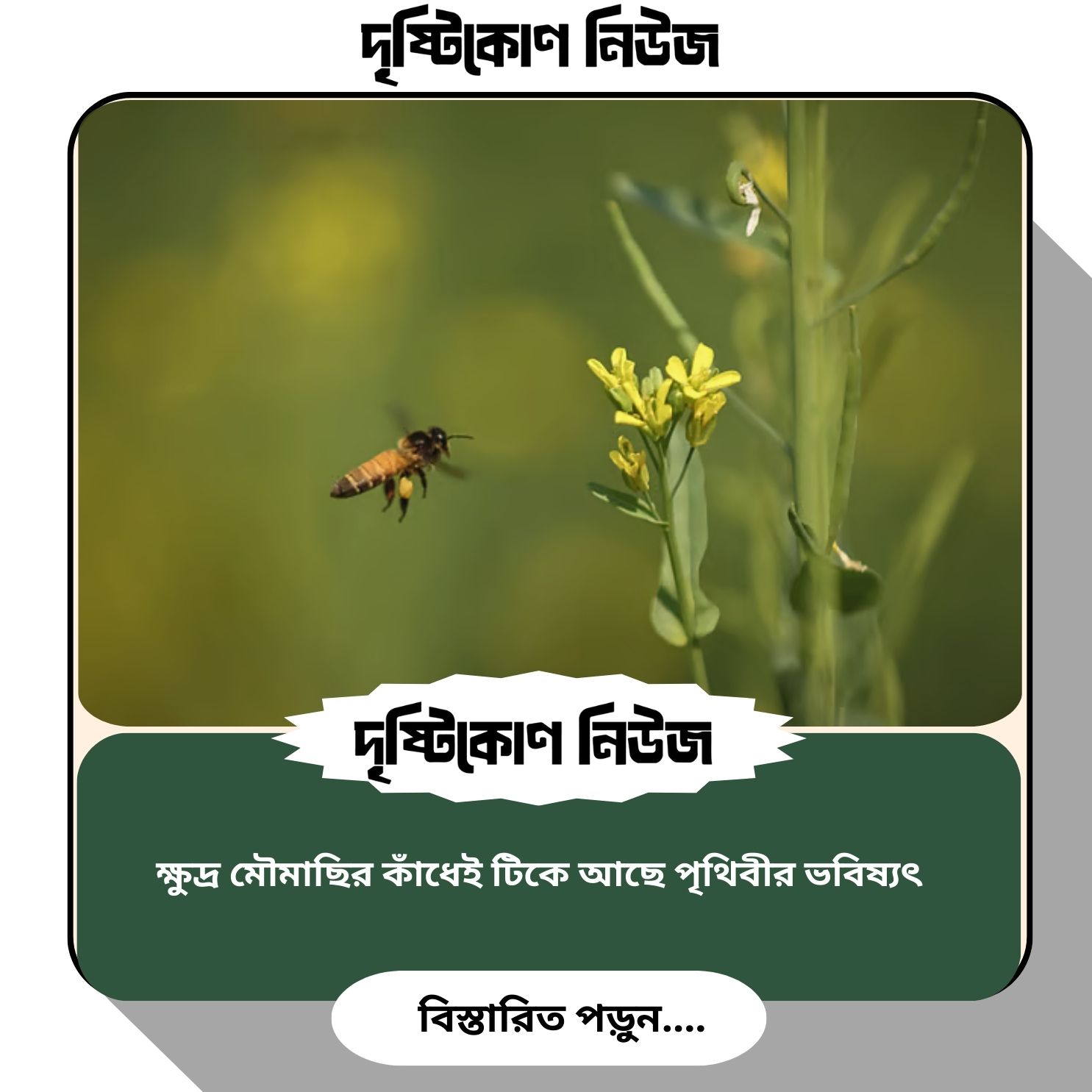 ক্ষুদ্র মৌমাছির কাঁধেই টিকে আছে পৃথিবীর ভবিষ্যৎ img